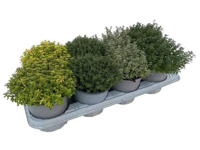 Thymus gemengd in tray