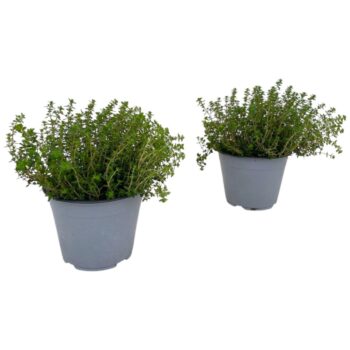 Thymus citriodorus