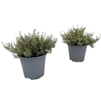 Thymus Silver Queen
