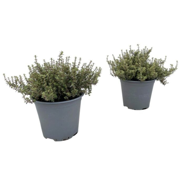 Thymus Silver Queen