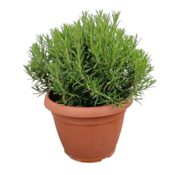 Rosmarinus officinalis