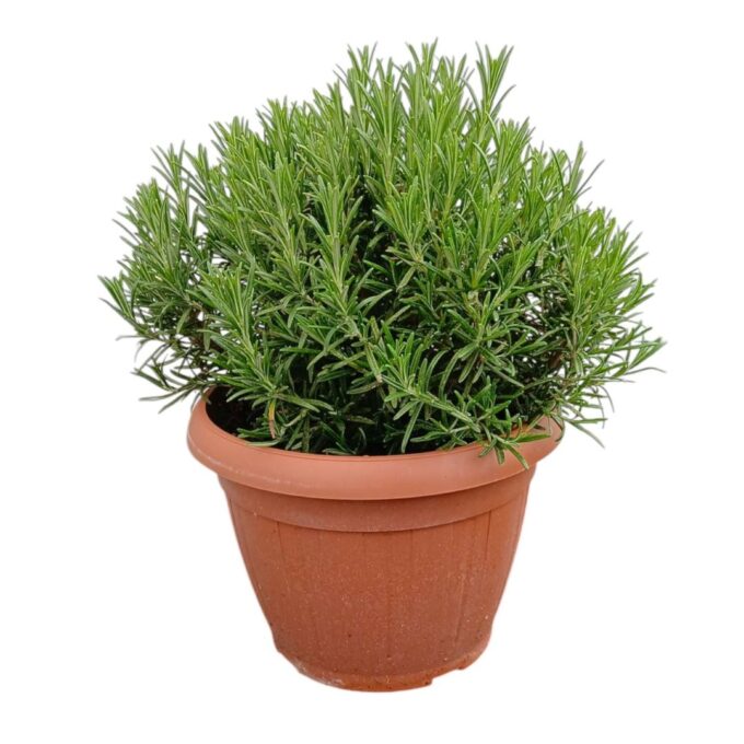 Rosmarinus officinalis