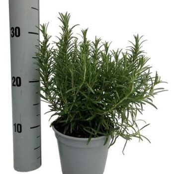 Rosmarinus Gemengd