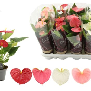 Anthurium 4 color mix