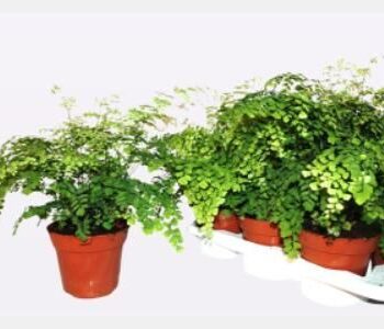 Adiantum Raddianum Fragrans