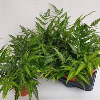Athyrium Spicatum