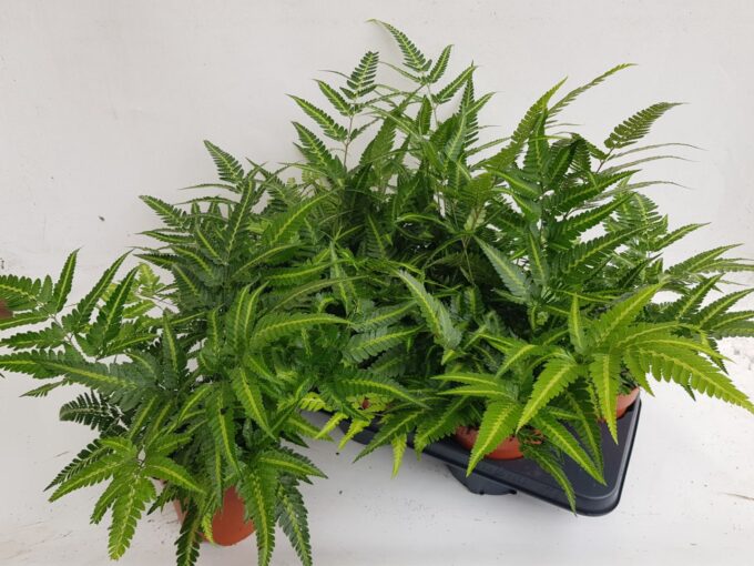 Athyrium Spicatum