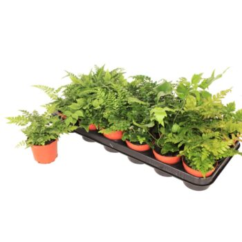Fern exterior mix