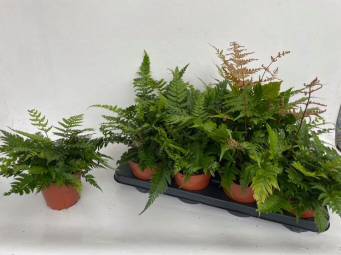 Athyrium 'Fern exterior mix'