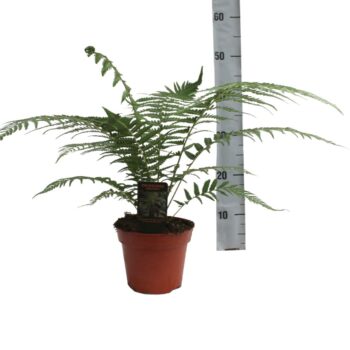 Dicksonia Antarctica