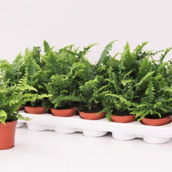 Nephrolepis Green Lady