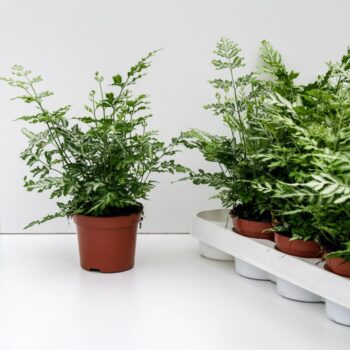 Pteris Ensiformis Evergemiensis