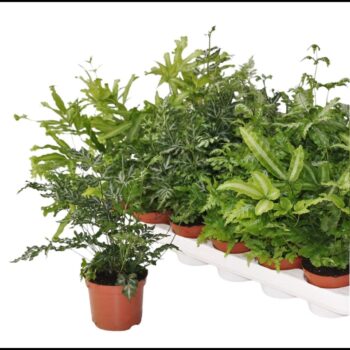 Pteris Gemengd