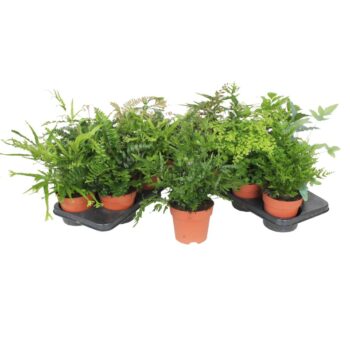 Pteris mix
