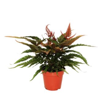 Pteris Quadriaurita Tricolor