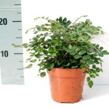 Pellaea Rotundifolia