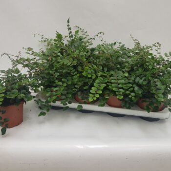 Pellaea Rotundifolia