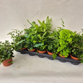 Fern interior mix