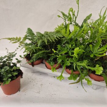 Fern interior mix