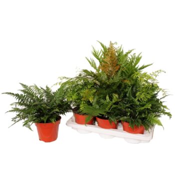 Fern interior mix