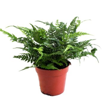 Polystichum Tsus-Simense