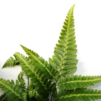Rumohra Adiantiformis Variegata