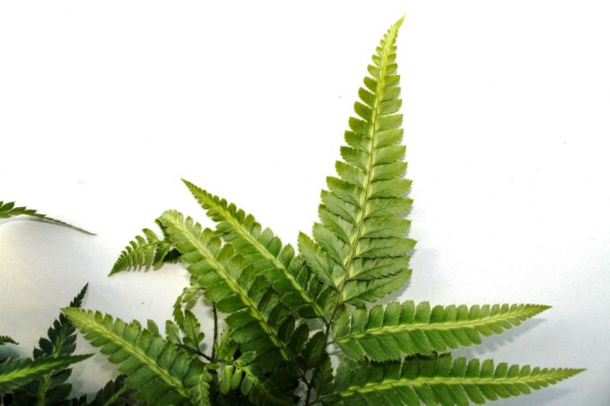 Rumohra Adiantiformis Variegata