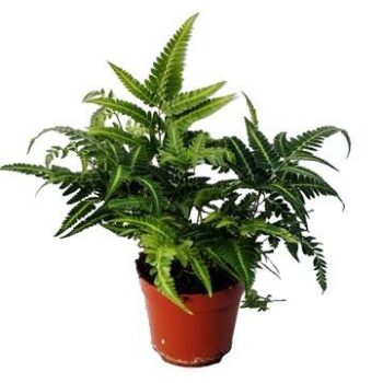 Rumohra Adiantiformis Variegata