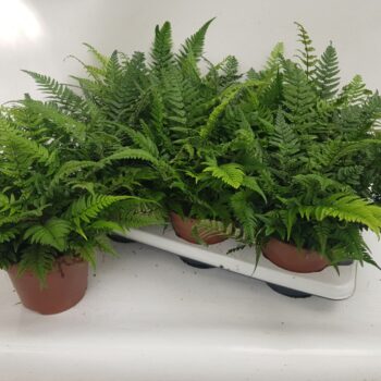 Athyrium Spicatum