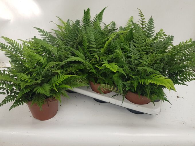 Athyrium Spicatum