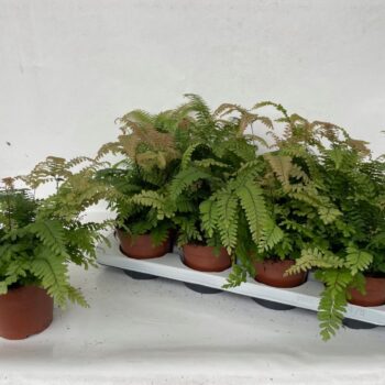 Adiantum Bronze Venus