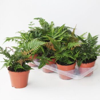 Fern exterior mix
