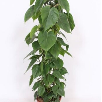 Philodendron scandens
