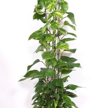 Epipremnum Aureum
