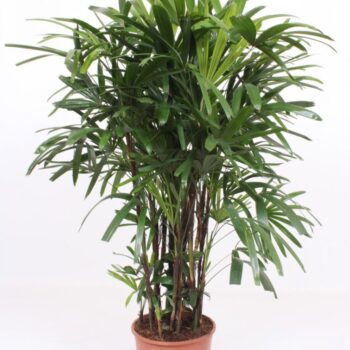 Rhapis excelsa