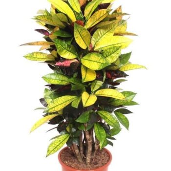 Codiaeum Iceton