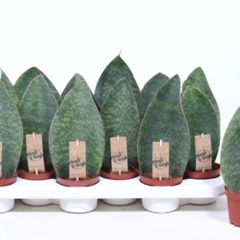 Sansevieria Victoria
