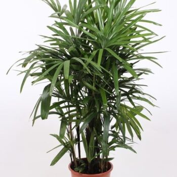 Rhapis excelsa