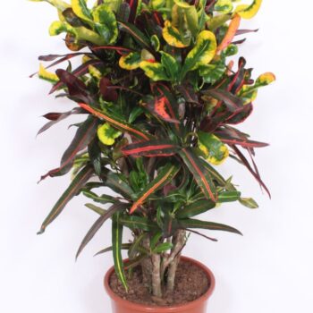 Codiaeum Mammi