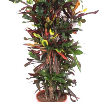 Codiaeum Mammi