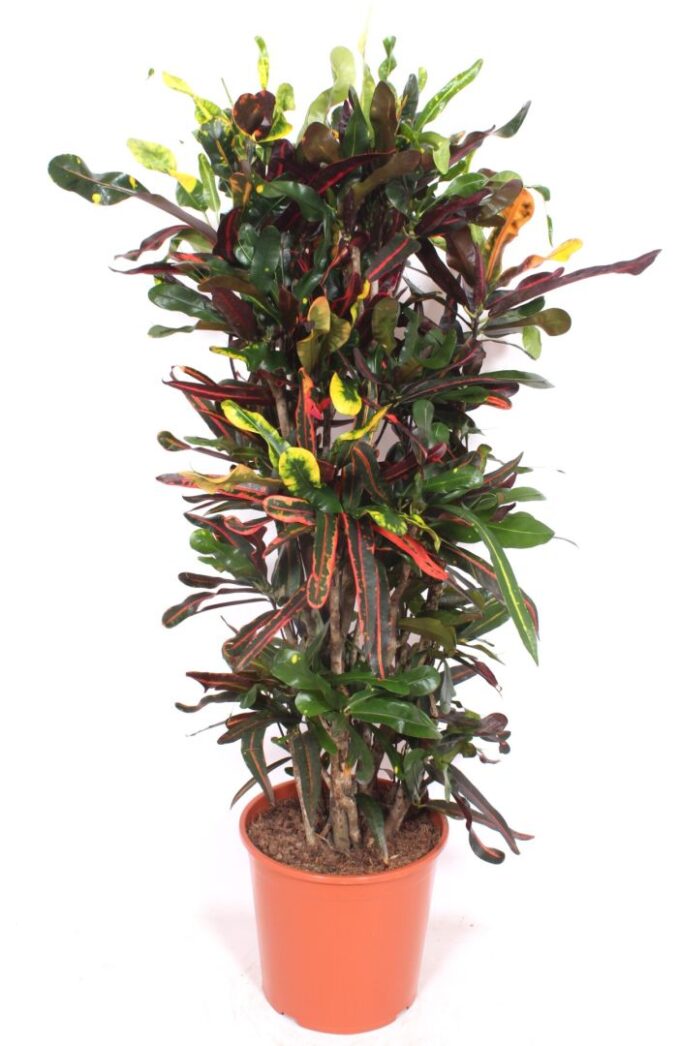 Codiaeum Mammi
