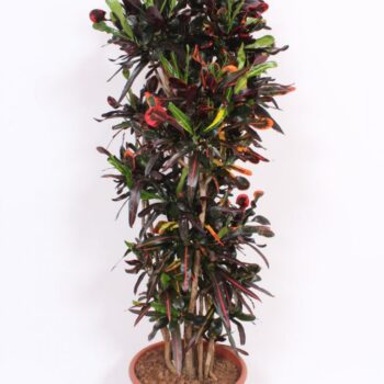 Codiaeum Mammi