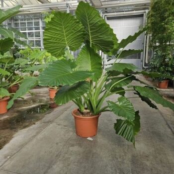 Alocasia macrorrhiza