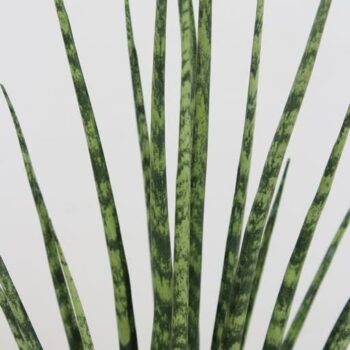 Sansevieria 'Fernwood' Mikado