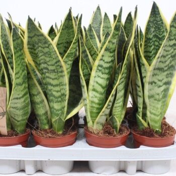 Sansevieria Superba