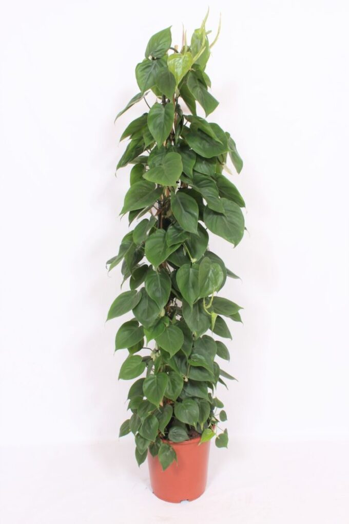 Philodendron scandens