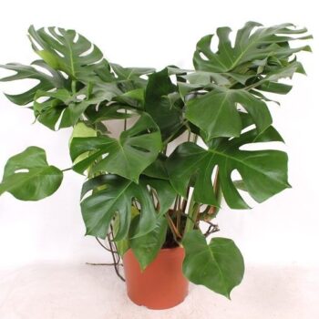 Monstera deliciosa