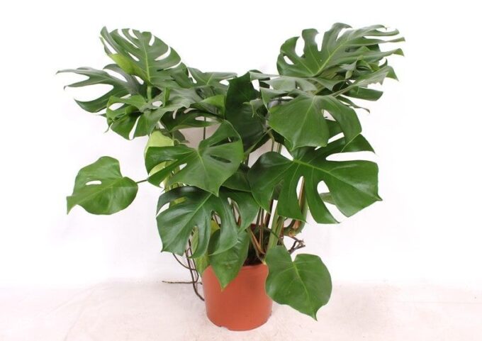 Monstera deliciosa