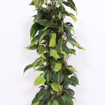 Philodendron Brasil