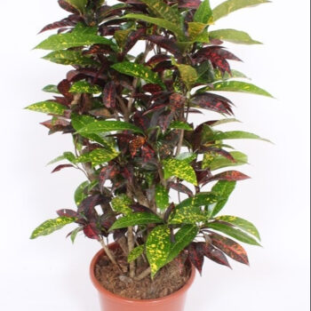 Codiaeum Freckles